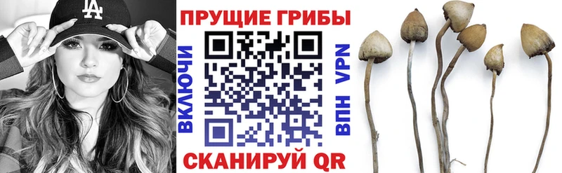 купить  сайты  Щигры  Галлюциногенные грибы MAGIC MUSHROOMS 